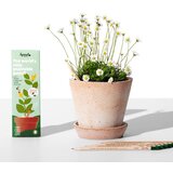  Olovke sa sjemenkama Sprout Ljubav koja raste (8 komada) Cijene