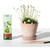 Olovke sa sjemenkama Sprout Ljubav koja raste (8 komada)