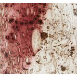 Olimp Sport Držač četkica za zube Lingvid ručno rađeno staklo | ePonuda.com