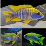 Akvarijum Centar Lemon jake peacock | ePonuda.com