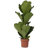 Plant in a Box lirastolisti fikus - ficus lyrata - višina 70-90cm - ⌀21cm, (21757869) Cene