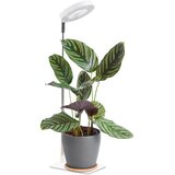  LED prigušiva stona lampa za uzgoj biljaka VERDI LED/5W/5V 1300K bela Cene