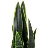 MID.YOU Umetna Rastlina Sansevieria | Shoptok.si