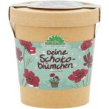  Chocolate Daisy iz lončka - 1 k. | Shoptok.si