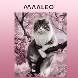 Maaleo slikanje po brojevima mačka, platno na drvenom okviru 40 x 50 cm | shoptok.hr