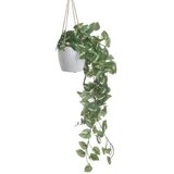  VISEĆA BILJKA U SAKSIJI Φ11Χ40/80CM | Eponuda.ba