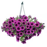  Petunija FI20 | ePonuda.com