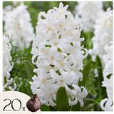 Plant in a Box Hijacint - 20 kos - Hyacinthus 'Carnegie' - Cvetne čebulice - Pamet, (21755583) | Shoptok.si