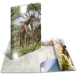 Herma Mapa z elastiko A3 PP, Glossy Žirafa | Shoptok.si