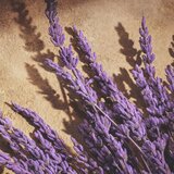 Dolce & Gabbana Devotion Pour Homme parfum za moške 50 ml | Shoptok.si