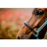 Horseware Ireland Oglavka Signature Competition "Brown, Blue & Haze" - Cob | Shoptok.si