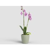 Artevasi Keramička tegla za cvijeće ø 14 cm Thalia – | shoptok.hr