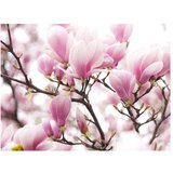  Tapeta - Magnolia bloosom 350x270 | shoptok.hr