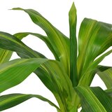 vidaXL umjetna biljka dracena s posudom 100 cm zelena | shoptok.hr