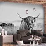  Samoljepljiva foto tapeta - Highland Cattle 294x210 Cijene