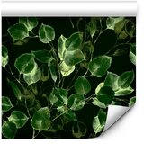  Tapeta - Greenery Decoration 50x1000 Standard | shoptok.hr
