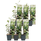 Plant in a Box zvezdasti jasmin - 6 kos - trachelospermum jasminoides - višina 25-40cm - ⌀9cm, (21757638) Cene
