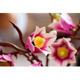 Lego Botanical Collection: Vejice magnolije | Shoptok.si