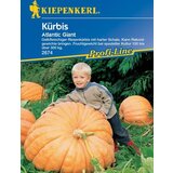 KIEPENKERL Buče Atlantic Giant Cene