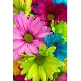 Conceptum Hypnose tepih (100x150) WOOKECE070 | ePonuda.com