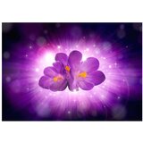  Tapeta - Breath of spring 150x105 | shoptok.hr