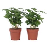 Plant in a Box arabski kavovec - 4 kos - coffea arabica - višina 25-40cm - ⌀12cm, (21757977) cene