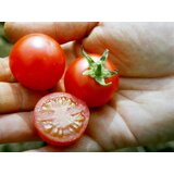 Culinaris Bio češnjev paradižnik "Cerise rot" - 15 zrn. | Shoptok.si