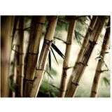  Tapeta - Fog and bamboo forest 200x154 | shoptok.hr