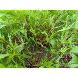 ReinSaat Solata "Purple Mizuna" | Shoptok.si