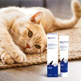 Pro Nutrition Orthomol VET Felimol Prebiot Tube 100ml | Eponuda.com