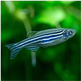 Akvarijum Centar zebra danio rerio | ePonuda.com