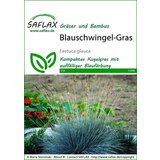 Saflax modra trava | Shoptok.si