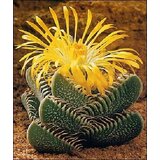 TROPICA Prave tigrove čeljusti Cene