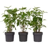 Plant in a Box hortenzija - 3 kos - hydrangea 'strong annabelle' - višina 30-40cm - ⌀19cm, (21757457) | Shoptok.si