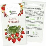 Own Grown Seme "Balkonska jagoda" | Shoptok.si