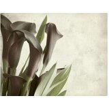  Tapeta - Dark purple calla lilies - old paper background 350x270 | shoptok.hr