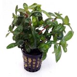 Rainforest ammania multiflora | ePonuda.com