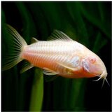 Akvarijum Centar albino cory | ePonuda.com