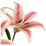 Ixia Umetna rastlina (višina 58 cm) Lily – | Shoptok.si