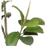 Ixia Umjetna biljka (visina 116 cm) Oak Tree – | shoptok.hr