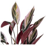 Ixia Umetna rastlina (višina 55 cm) Bird of Paradise – | Shoptok.si