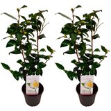 Plant in a Box japonska kamelija - 2 kos - camellia japonica 'brush field' - V50-60cm - ⌀15cm, (21757611) Cene