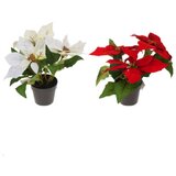 Other novogodišnji cvet veštački božićna zvezda 24cm | ePonuda.com