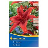 KIEPENKERL Lukovice ljetnog cvijeća Ljiljan Red County (Lilium x Hybrida, 1 Kom., Crvena) | shoptok.hr