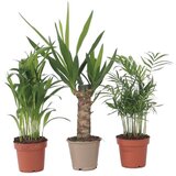 Plant in a Box Majhna palmova mešanica - 3 kos - Mini Indoor Palm Mix - Višina 25-40cm - ⌀12cm, (21758083) | Shoptok.si