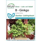 Saflax Bonsaj - ginko | Shoptok.si