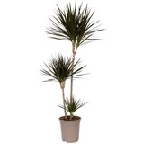 Plant in a Box dracena - dracaena marginata - višina 110-130cm - ⌀24cm, (21757866) Cene