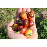 Culinaris Bio paprika Madame Paraplü (CA44) | Shoptok.si
