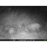 OXE Lovska kamera Gepard II in sončna plošča + 32GB kartica SD in 4 baterije! | Shoptok.si