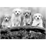  Tapeta - Four Puppies 150x105 | shoptok.hr